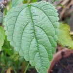 Boehmeria japonica Feuille