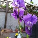 Iris × germanicaफूल