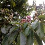 Lonchocarpus sericeus ᱵᱟᱦᱟ