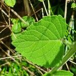 Orthosiphon rubicundus Leaf
