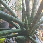 Dracaena angolensis 叶