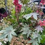 Ricinus communis 整株植物