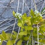 Comandra umbellata Leaf