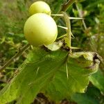 Solanum viarum Frucht
