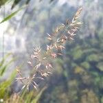 Trisetum flavescens Цветок