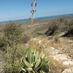 Kalanchoe grandidieri Natur