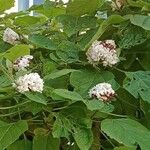Clerodendrum chinense Blomst