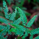 Adiantum diaphanum Leaf