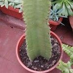 Euphorbia ammak Casca