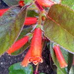 Kohleria hirsuta Flower