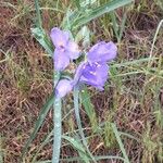 Tradescantia occidentalis Flor