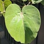 Ipomoea spathulata Leaf