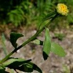 Coleostephus myconis Leaf