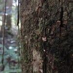 Lecythis idatimon Bark