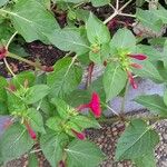 Mirabilis jalapaHabit