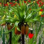 Fritillaria imperialisBlomst