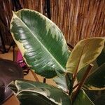 Ficus elastica Folha