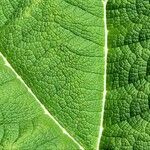 Gunnera tinctoria Leaf