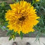 Coreopsis grandifloraFlower