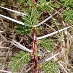 Vachellia seyal Folha