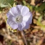 Bonamia spectabilis Blüte