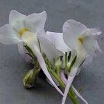 Linaria maroccana Flower