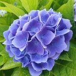 HydrangeaBlomst