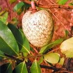 Annona montana Gyümölcs