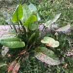 Rumex obtusifolius Blad