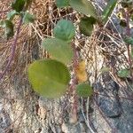 Capparis spinosa Leaf