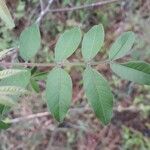 Rhus copallinum Blad