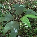 Chamaedorea ernesti-augusti Hoja