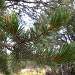 Pinus edulis Hoja