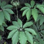 Schefflera morototoni Folla
