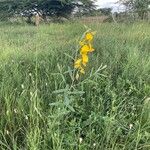 Crotalaria juncea 形態