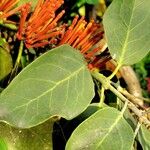 Phragmanthera usuiensis आदत