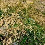 Deschampsia cespitosa Плід