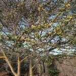 Acacia seyal Flower