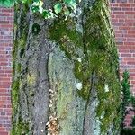 Fagus sylvatica Bark