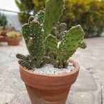 Opuntia monacantha Levél