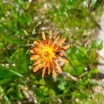 Crepis aurea Žiedas