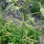 Loncomelos pyrenaicus Flor