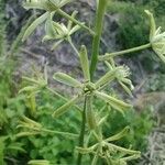 Loncomelos pyrenaicus Blomma