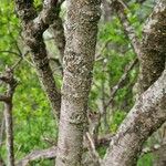 Salix myrsinifolia Kora