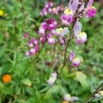 Linaria maroccana Агульны выгляд