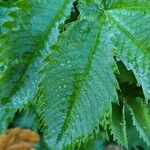 Melianthus major L.Leaf