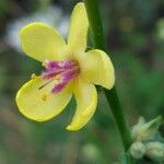 Verbascum sinuatum Floare