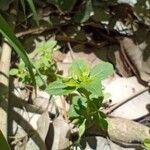 Mecardonia procumbens Leaf