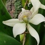 Prosthechea chacaoensis Flower