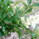 Ligustrum robustum Flower